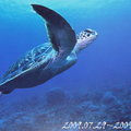 在大海裡飛翔的海龜