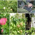 日本人真的很愛種植物，各家庭院都有不同的巧思與創意。