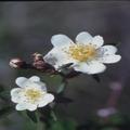 分布於菲律賓及臺灣；在臺灣分布於海拔1800~3500公尺之間。 本區散見於北側斷崖近稜線處。 

落葉或半落葉灌木。莖具散生刺。八月果實生長.果熟紅。可食. 

本種與另一種分布於高山地區的玉山薔薇有些類似，但玉山薔薇的特徵是4花瓣.
