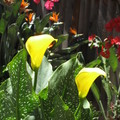 yellow cala lily 1