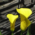 yellow cala lily 2