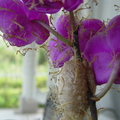 家中之蘭花被螳螂看中，結了巢，花期間在家中孵出小螳螂之景象