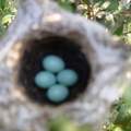 峨眉湖生態--湖邊茶園鳥築巢繁殖生態