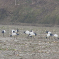 峨眉湖畔人家鳥況---埃及聖環篇