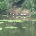 峨眉湖畔人家鳥況---埃及聖環篇