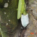 螳螂---產卵至誕生實錄