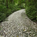 六寮步道油桐花