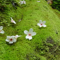 六寮步道油桐花