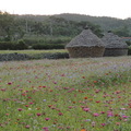 三灣鄉北埔村田園花田景觀