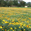 三灣鄉北埔村田園花田景觀