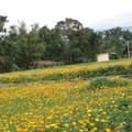 三灣鄉北埔村田園花田景觀