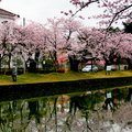 日本櫻花季