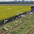 白鷺鷥1~白河稻田