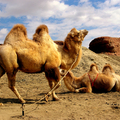 雙峰駱駝~北新疆