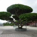 惠濟宮左前榕樹