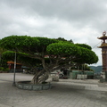 榕樹&建廟260年紀念碑