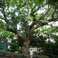300歲的老樟樹