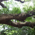 老樟樹上著生植物~槲蕨