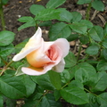 來士林官邸參訪菊展,順便觀賞近在咫尺的玫瑰園,即使明知春天才是玫瑰花的盛開期.