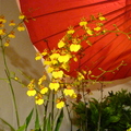 朵朵金黃的文心蘭花，恰似個個紙片人正歡樂的跳著舞，栩栩如生。。。