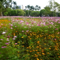 大波斯菊(學名Cosmos Bipinnatus)又名波斯菊，秋英，掃帚梅，大春菊，是菊科秋英屬的一年生草本植物，原產於墨西哥海拔1600~2800米高原區.
此植物喜陽光，怕半陰，耐寒耐熱，因繁殖力強，常群生，形成花海.