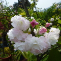 牡丹櫻花~3