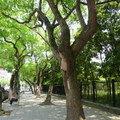台北市保護樹NO.48