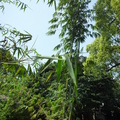 荖濃巨竹