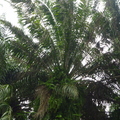 油椰子~2