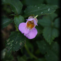 溪頭 - 8 - 紫花鳳仙花
