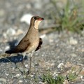 鳥種：燕行鳥 
身長：27cm 
拍攝地點：台東利嘉溪 
成小群棲息於農業地帶休耕田或沼澤地帶。夏季來台灣繁殖，冬季移至南洋一帶避寒。飛行捕蟲，尾羽分叉，和燕子習性外形相仿，因而得名。燕行鳥夏羽嘴基部為紅色，喉部為奶油色，眼下有黑色帶狀延伸呈環狀。
 
