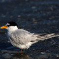 鳥種：小燕鷗 
身長：28cm 
攝地點：台東利嘉溪 
普遍的夏候鳥，有少部分族群為留鳥。多出現於海岸、河口、沙洲、漁塭及沼澤等溼地。以魚類為主食。覓食時會在空中定點鼓翅搜尋獵物，發現後會在空中轉彎或直接俯衝到水中抓取獵物。
攝影：蔡偉勛老師  
