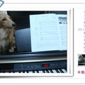 上鋼琴課的小狗 - 1