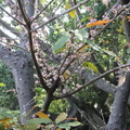台南安平樹屋的榕樹