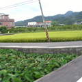 坐在採棗車上沿途的自然風光附近的稻田們都長好高結穗了好漂亮