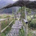 桃米坑生態池-竹橋1