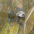 桃米坑生態池-青蛙