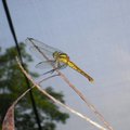 東勢林場的蜻蜓