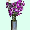 紫霧卡斯比亞雕塑花型