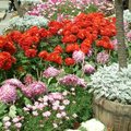 2008陽明山花季