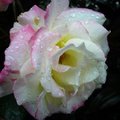 香水玫瑰