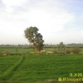 埃及的農村景色