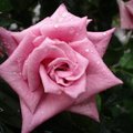 for rose