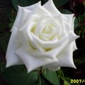 white rose