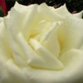 only white rose