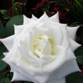 only white rose