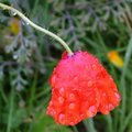 wet-poppy-red-flower