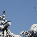 松樹，冬鴉，白雪，藍天