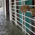 A man trapped by floods gestures at rescuers delivering food and drinking water after Typhoon Morakot hit Pingtung county, southern Taiwan August 9, 2009. (REUTERS/Pichi Chuang)