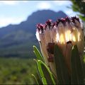 Dennis Cunningham took this photo of a Protea flower - South Africa's national flower - while on a visit to Stellenbosch in the Cape.